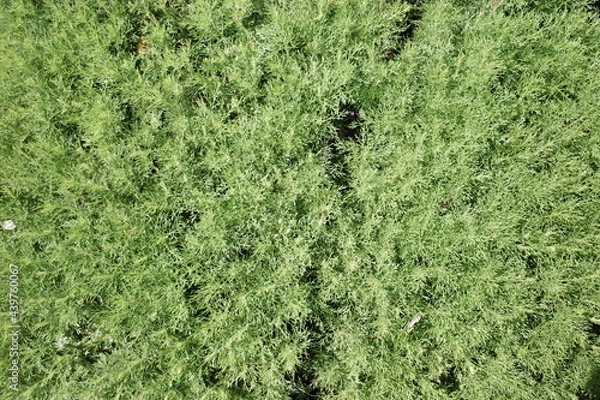 Obraz green grass background