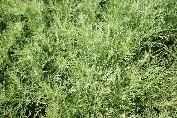 Obraz green grass background