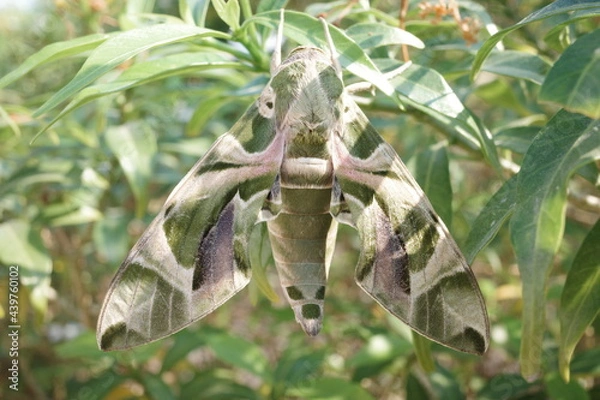 Obraz Oleander hawk-moth (Daphnis nerii)