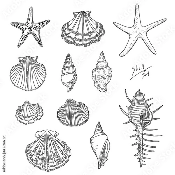 Fototapeta リアルな貝殻の線画イラストセット
