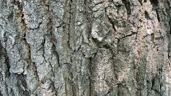 Fototapeta bark