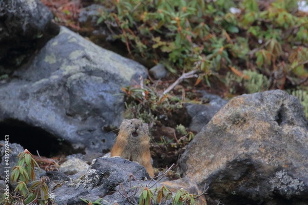 Obraz 【北海道】エゾナキウサギ
