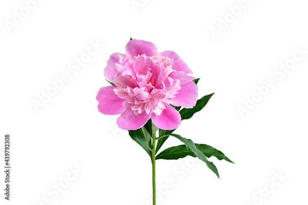 Obraz pink peony with green leaves isolated on white background