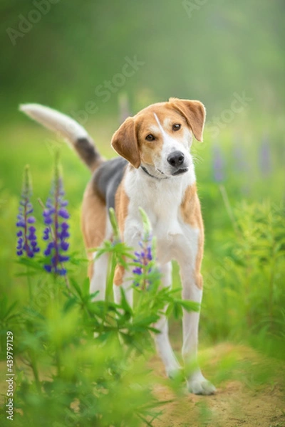 Fototapeta dog portrait in lupin