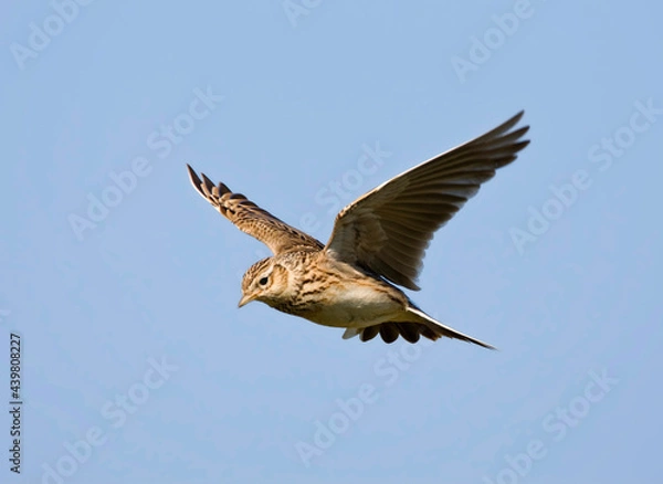 Obraz Veldleeuwerik, Eurasian Skylark, Alauda arvensis