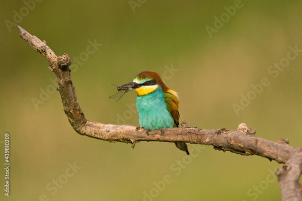 Fototapeta Bijeneter, European Bee-eater, Merops apiaster