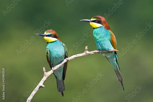 Obraz Bijeneter, European Bee-eater, Merops apiaster