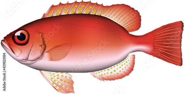 Obraz キントキダイ　魚イラスト　ベクター　AI形式