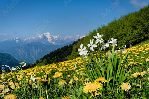 Obraz Bouquet of natural daffodils on the Alpine meadow with spectacular snowy mountains background. Scenic landscape from the ridge of Golica towards Triglav in Slovenia.