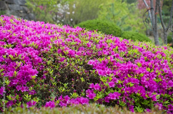 Fototapeta 나의  소중한  봄날