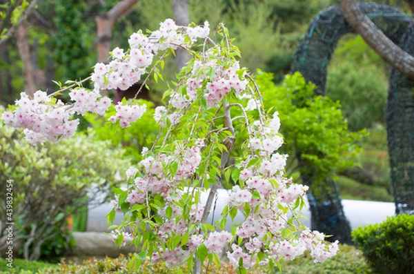 Obraz 나의  소중한  봄날