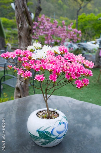 Obraz 나의  소중한  봄날