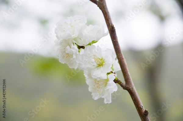 Obraz 어느 봄날에 찍어본 화려한  전령사!!!