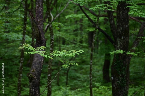Fototapeta 新緑の森