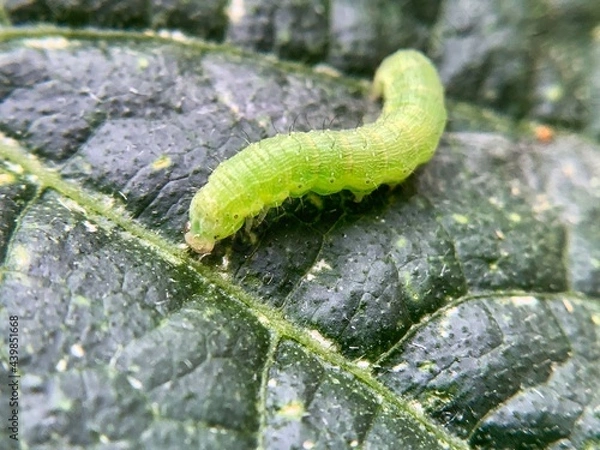 Obraz モンシロチョウの幼虫（青虫）