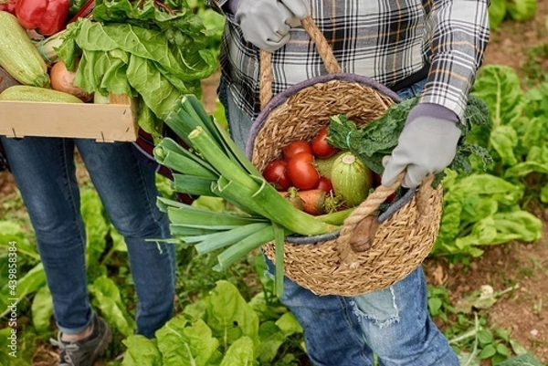 Fototapeta Crop harvesters with fresh vegetables in box and wicker basket