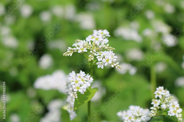 Obraz 蕎麦の花（福島県・猪苗代町）