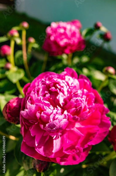 Fototapeta blossoming red peonies