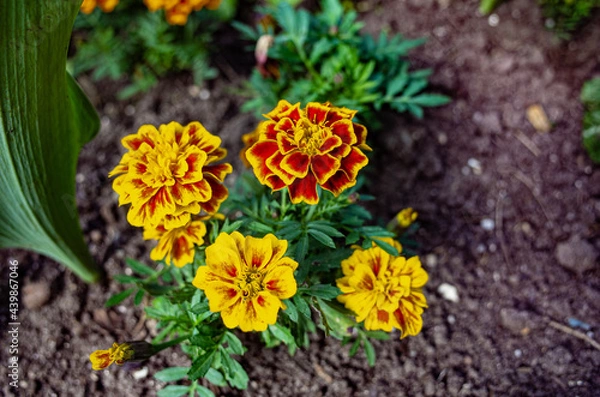 Obraz blossoming marigolds