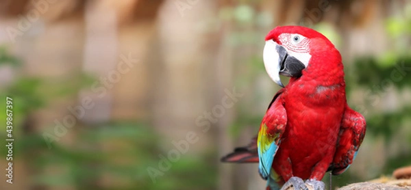 Obraz Red Macaw Parrot On Nature Background