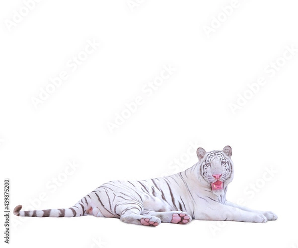 Obraz white tiger,white background