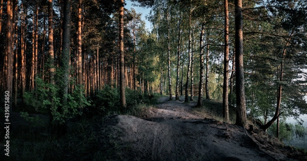 Obraz forest in the morning