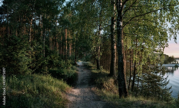 Obraz the road in the forest