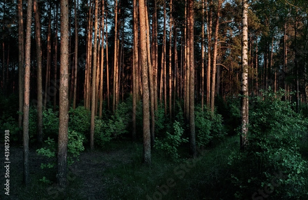 Obraz forest in the morning