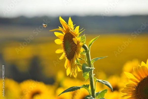 Obraz sunflower in the field