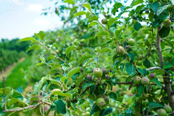 Fototapeta Fuji apples on a tree on a fruit farm