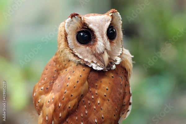 Obraz The Oriental bay owl It is completely nocturnal, and can be found throughout Southeast Asia and parts of India.