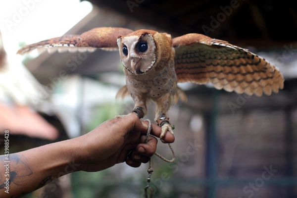 Fototapeta The Oriental bay owl It is completely nocturnal, and can be found throughout Southeast Asia and parts of India.