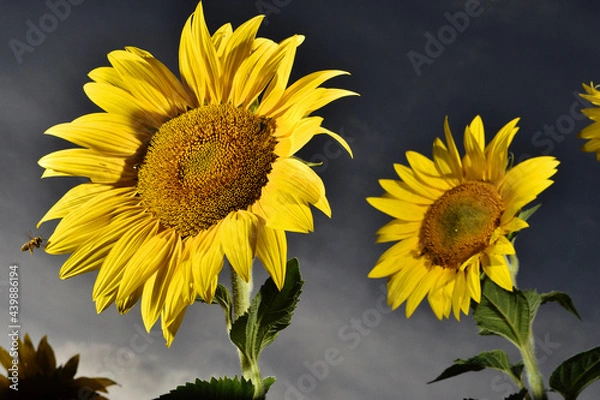 Obraz sunflower and bee