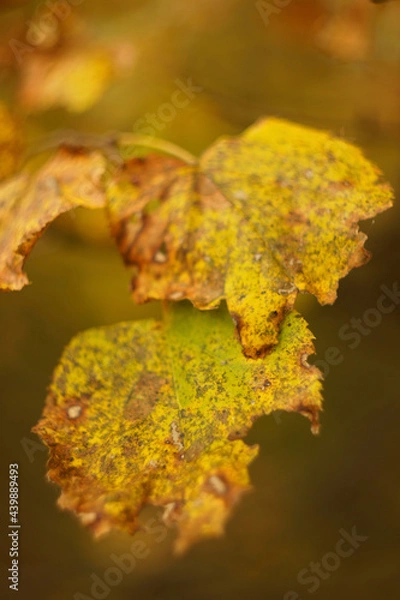 Obraz autumn yellow leaves