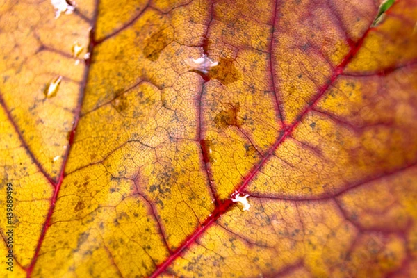 Fototapeta Maple autumn bright leaf close up
