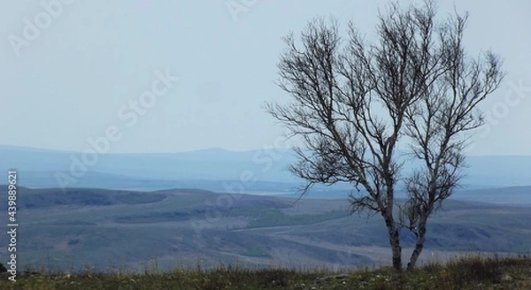 Fototapeta tree in fog