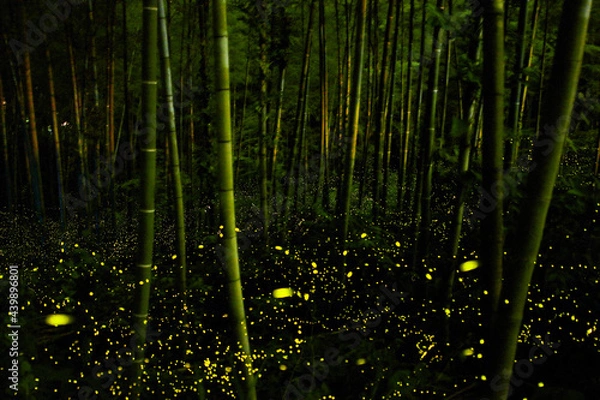 Obraz 竹林のヒメボタル
