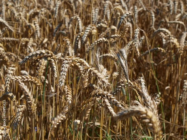 Fototapeta Weizen