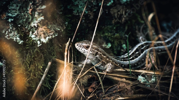 Obraz A small lizard in the forest