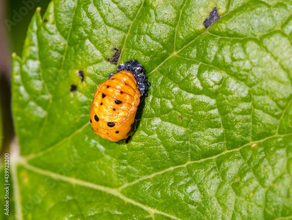 Fototapeta Cocoon of the seven-point Ladybug.
 Ladybugs have several stages of development: egg, face, pupa, imago. The larva attached to the leaf sheds its skin and forms an adult insect.