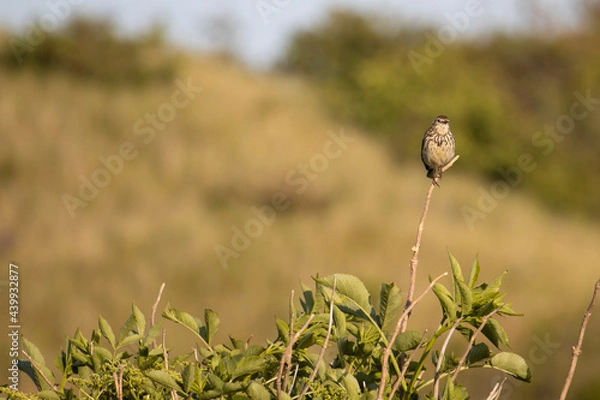Obraz Tree Pipit on branch