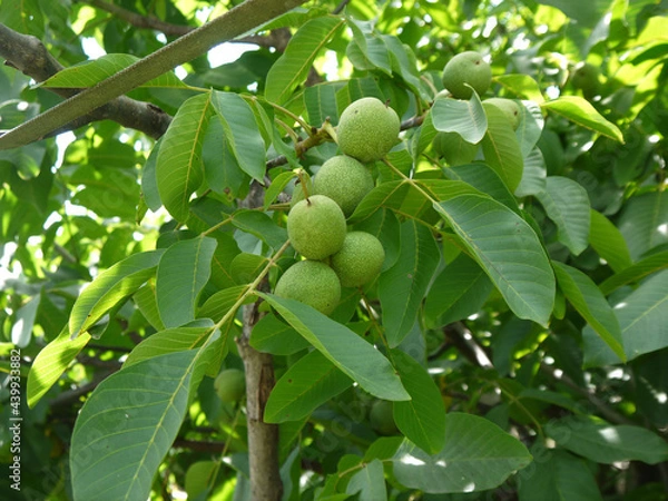 Fototapeta green fruits of walnut on a branch with green leaves. Walnut tree