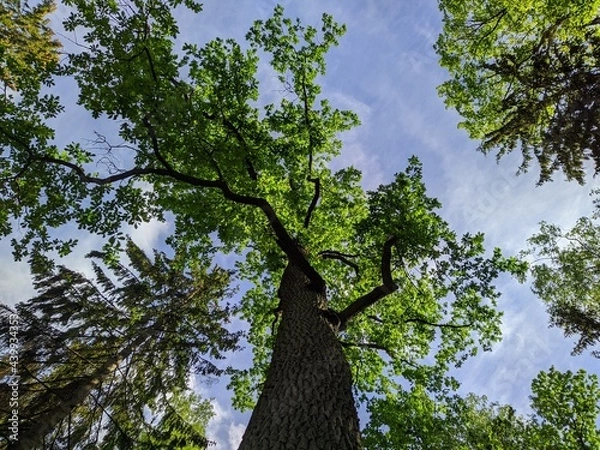 Fototapeta tree in the forest bottom up view.