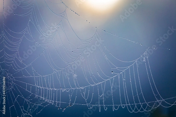 Fototapeta Close up abstract art macro photography of cobweb or spiderweb with rain or dew water drops in the morning fog. Natural abstract background.