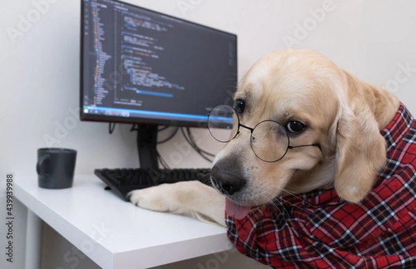 Fototapeta A dog in glasses and a red shirt sits at a computer and writes a program. Golden Retriever dressed as a programmer or teacher. Remote work concept during a pandemic