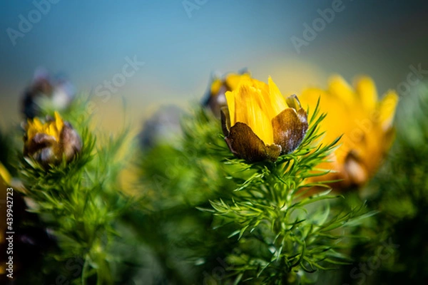 Fototapeta Adonis Vernalis