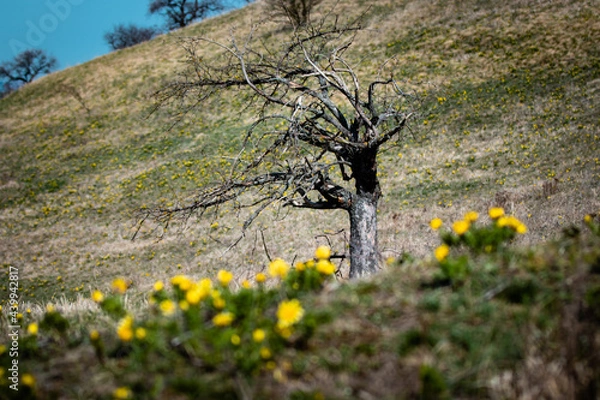 Fototapeta Adonis Vernalis