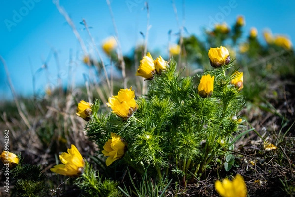 Fototapeta Adonis Vernalis