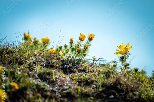 Fototapeta Adonis Vernalis