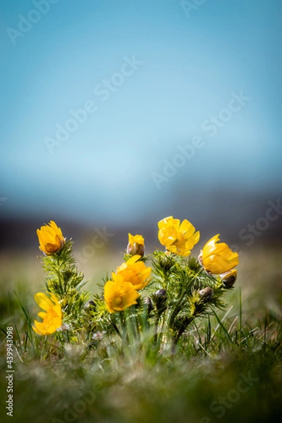 Fototapeta Adonis Vernalis